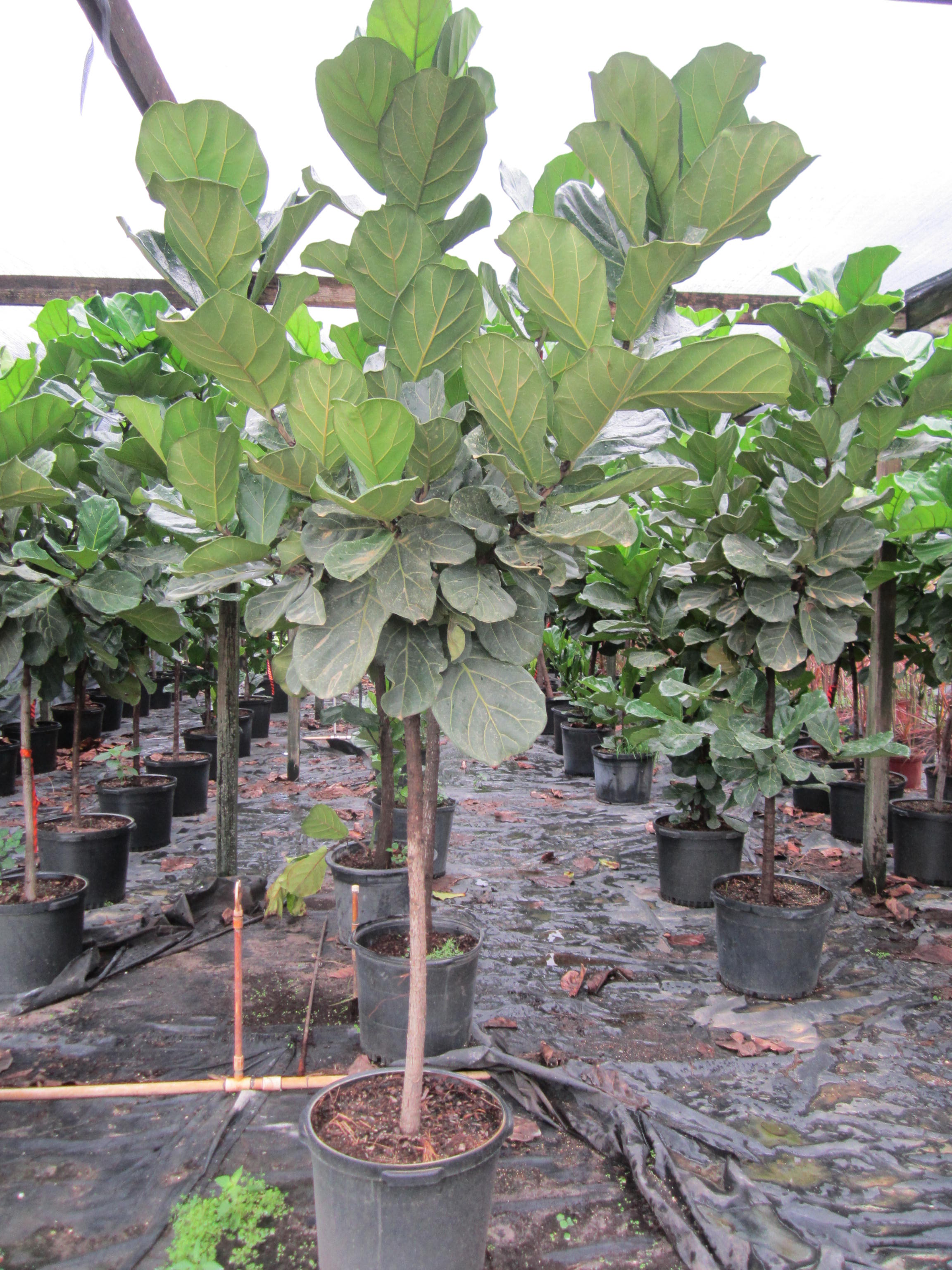 http://www.miamitropicalplants.com/wp-content/uploads/2014/01/Ficus-Lyrata-Standard.jpg
