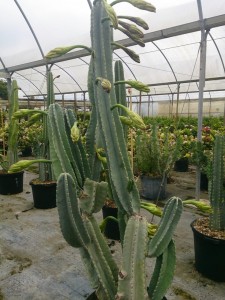 Cactus - Cerevs Uraguajensis 15 g flowering