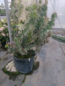 Cactus Euphorbia Gardicarnis 15 gal