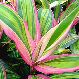 Miami Tropical Plants - Tropical Plant Company in Miami