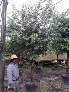 Corkscrew Ficus natural 17 inch