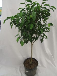 Ficus Benji 10 inch std