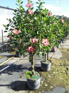 Hibiscus Pink braided 14 inch