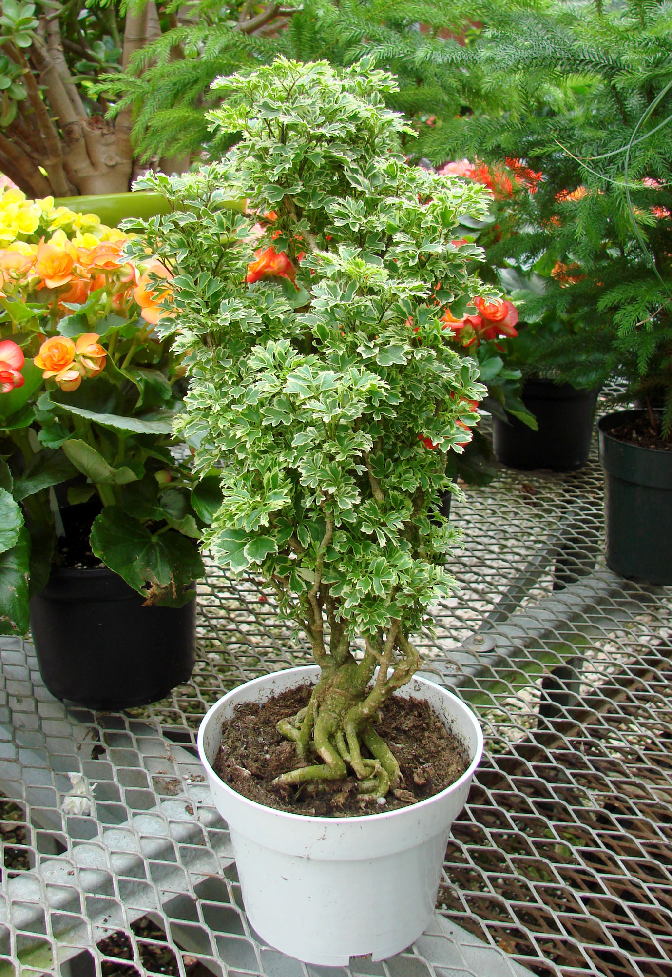 aralia ming variegated plant plants tropical