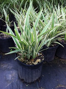 dianella-tasmanica-variegata-variegated-blueberry-flax-lily-