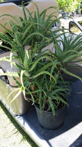 Aloe Aborescens Medicinal