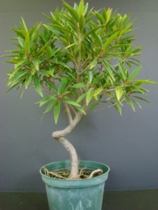 Ficus Nerifolia Coiled Bonsai
